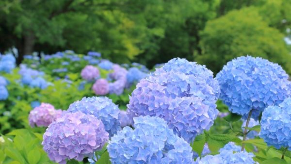 50代女性が仕事を続けるには