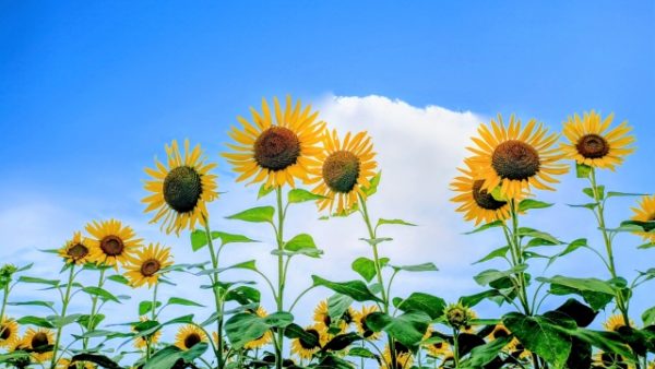 今年入社の1年生にお盆明けやって欲しいこと