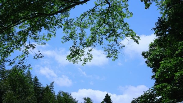 朝ミー。30分でスッキリ！